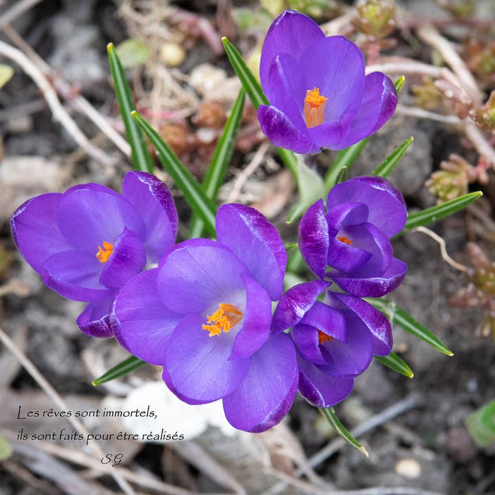 Croco per la vendita all'ingrosso da parte di L'Ecriture D'Un Regard