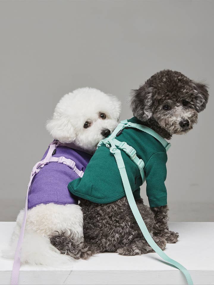 Harnais Macaron . Aqua pour la vente par Pets So Good