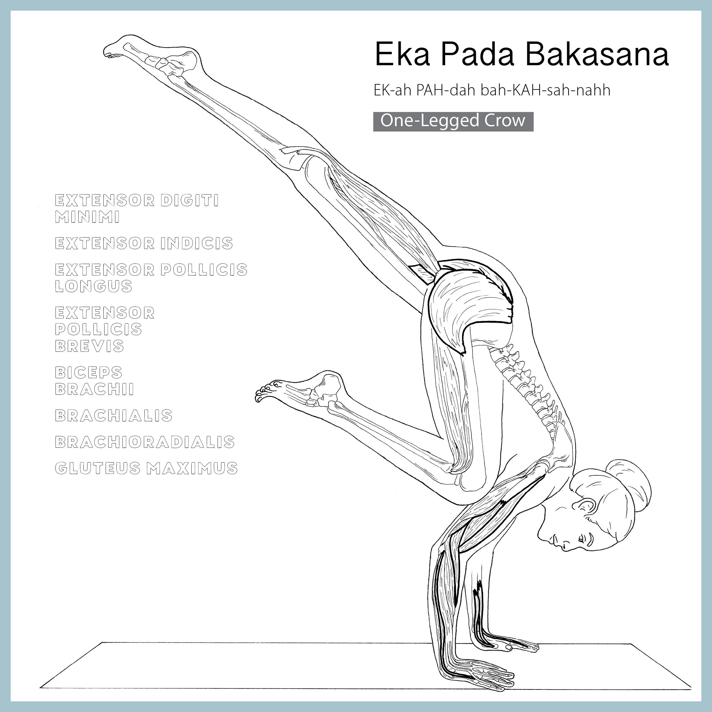 Mixed Media Resources LLC - Wholesale Coloring & Activity Book - Adult - The Yoga Anatomy Coloring Book: Pose by Pose3