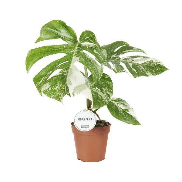 Oasis of Life - Venta al por mayor Plantas naturales - Monstera Deliciosa Variegata – Planta de interior Ø15cm ↕45cm – Rara Monstera variegada con hojas blanco-verdes – Planta trepadora tropical y purificadora de aire – Para salón y oficina0
