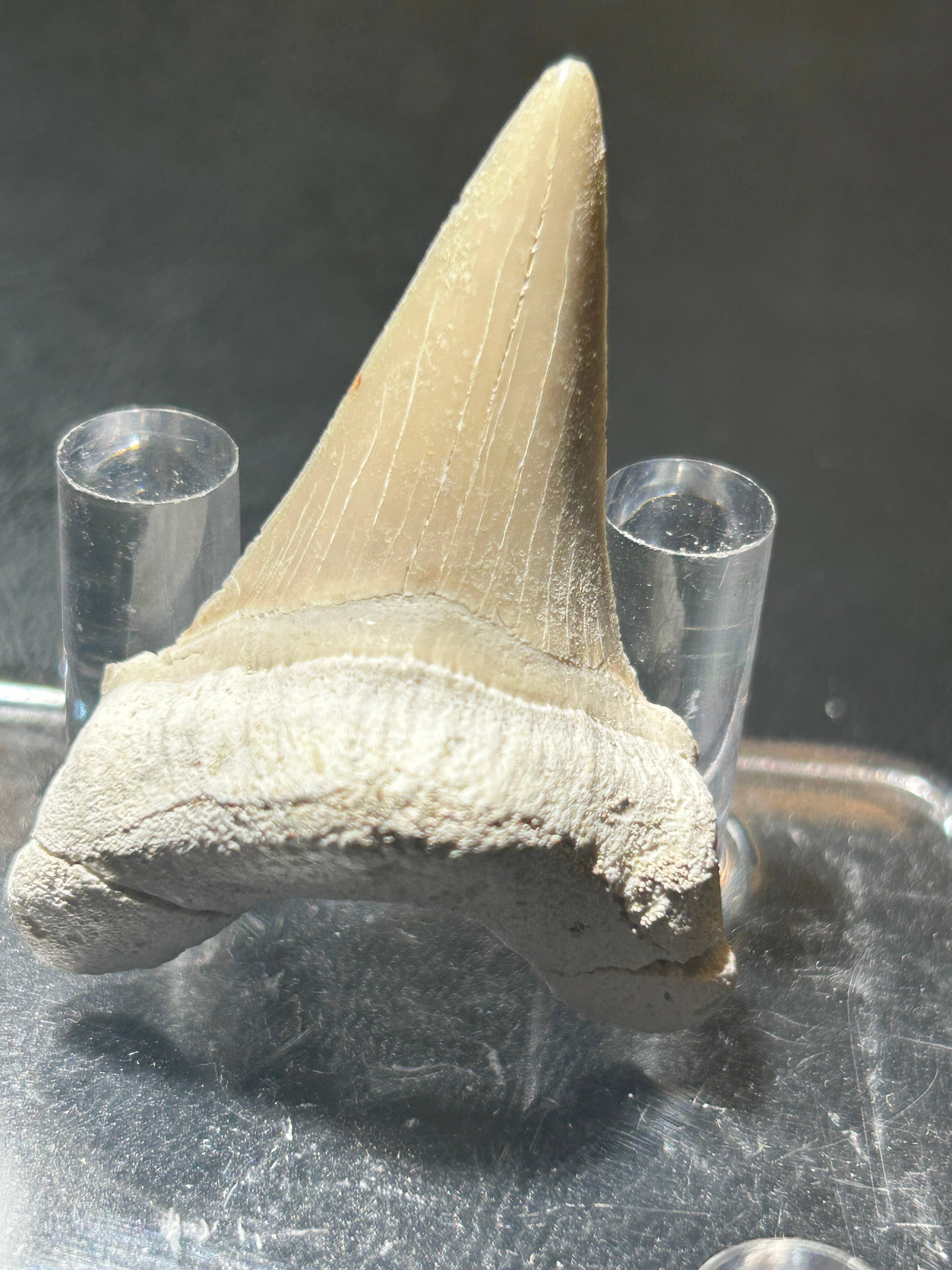 Metaphysical & Healing Crystals - Wholesale Spiritual Stone/Crystal - SHARK TEETH1