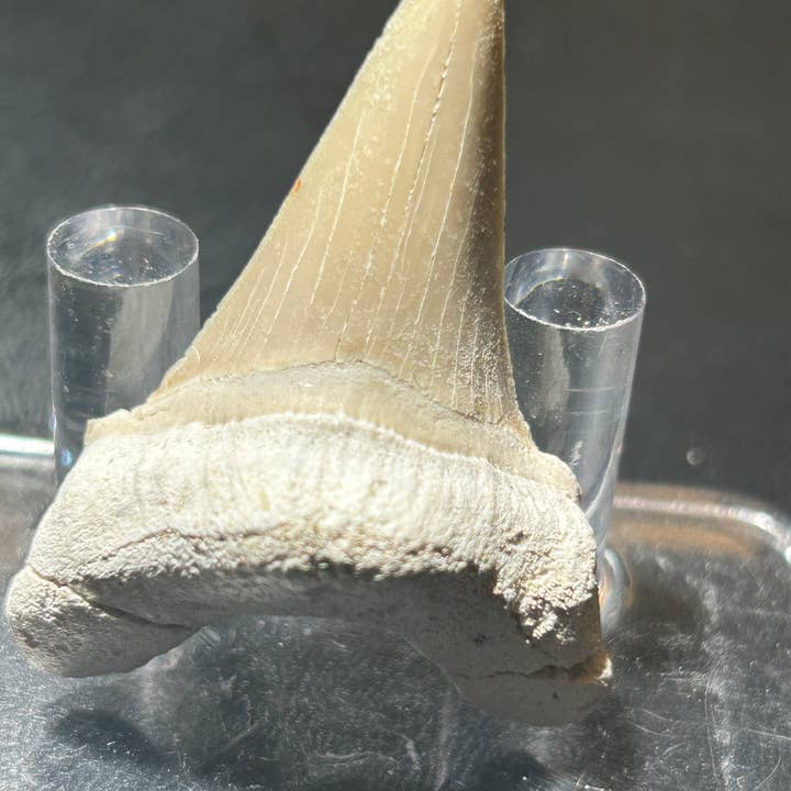 Metaphysical & Healing Crystals - Wholesale Spiritual Stone/Crystal - SHARK TEETH1