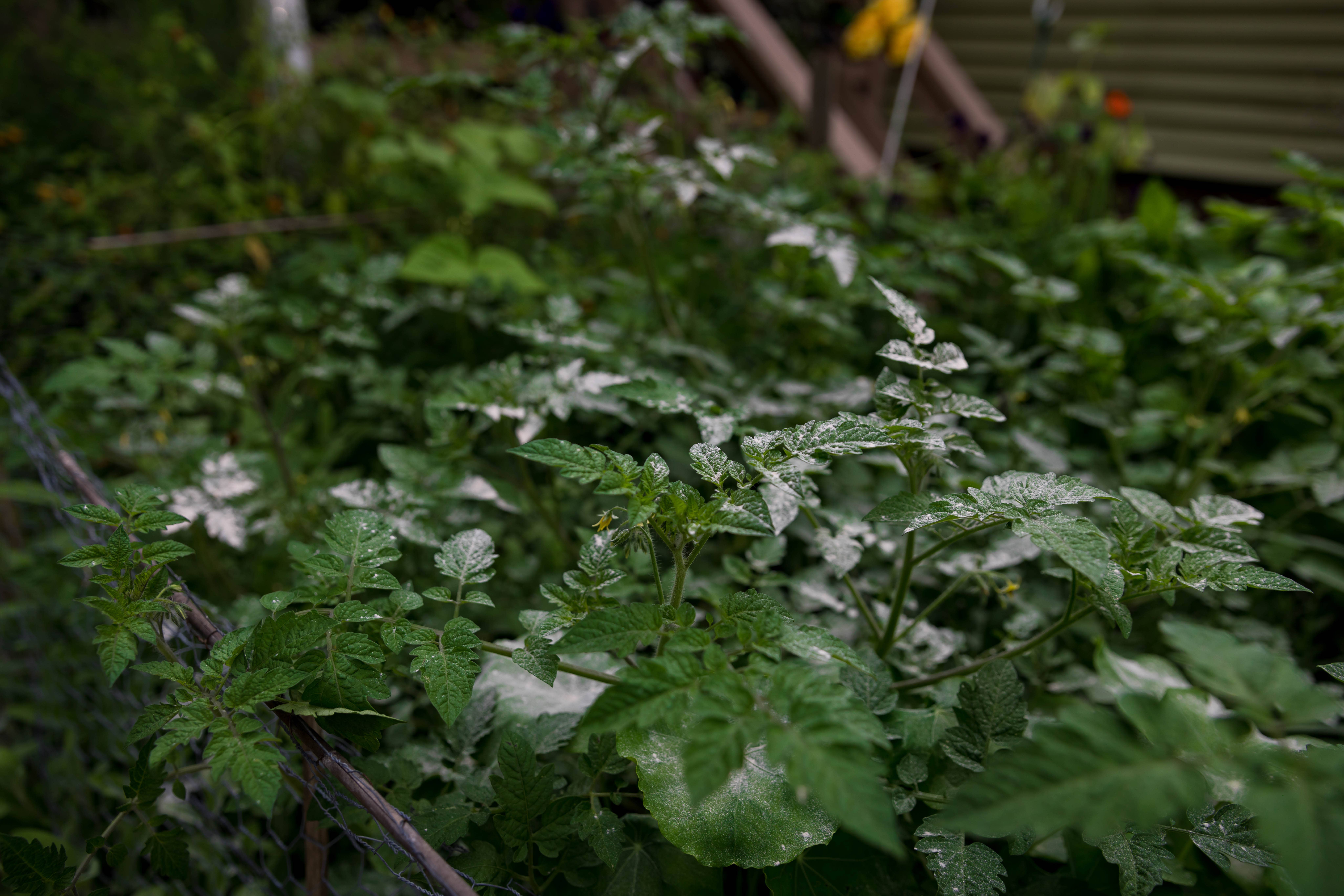 My Favorite Chicken – wholesale Garden tool – Powder, Sulphur, First Saturday Lime, DE Duster Applicator8