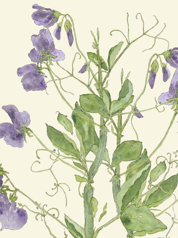 Sweet Pea greeting card for wholesale by Leafy Lexicon