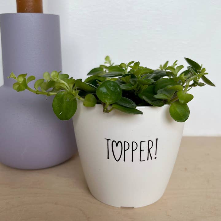 Sproetiz - Wholesale Plant Pot - Flowerpot - topper4