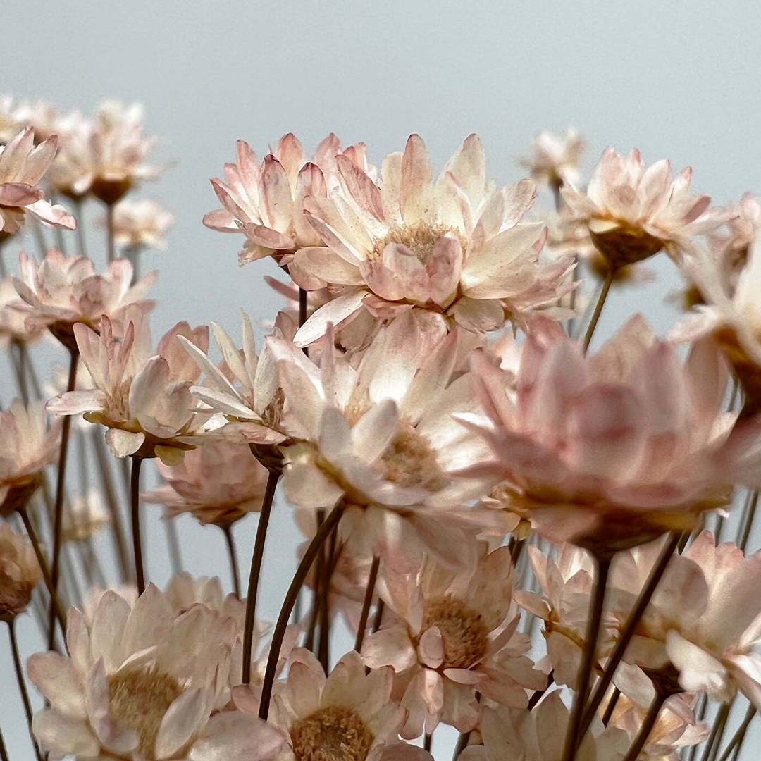 2626 Designs - Vendita all'ingrosso Fiori finti - Fiore Piccola Stella Preservato, 40-50 cm di lunghezza17