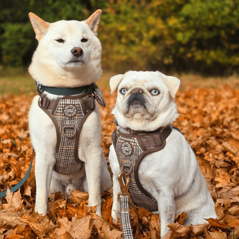 Bailey and Coco – wholesale Pet leash – Dog – Dog Lead 5ft - Colour Drops - Heritage Plaid6