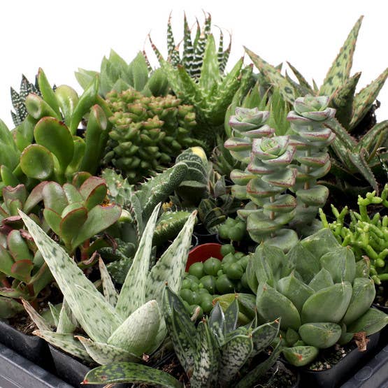 Mountain Crest Gardens - Vente Succulentes - Lot de 20 plantes succulentes d'intérieur faciles (20 variétés, pots de 2")1