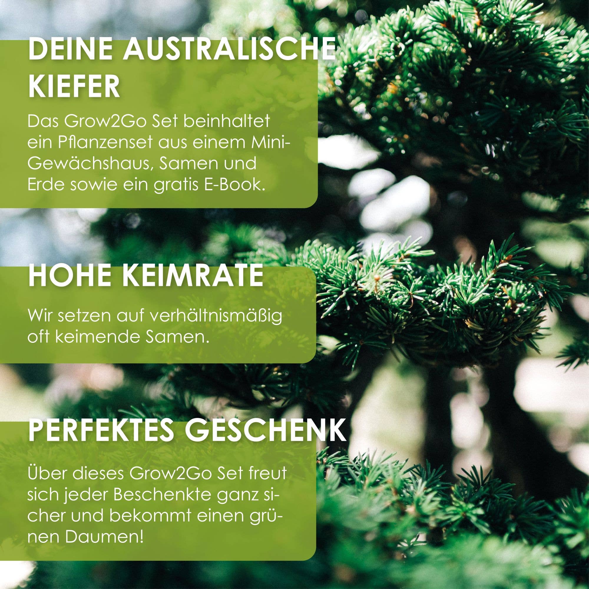 Vendix GmbH - Vente Graines de plantes - Kit de départ Grow2Go pour bonsaï avec graines d'arbre australien (idée cadeau)9