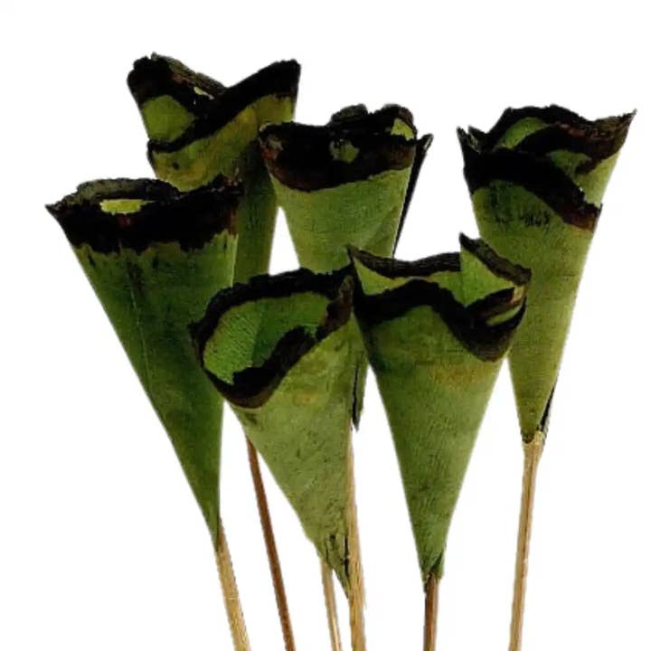 Botanico Ltd. – wholesale Artificial flowers – Wood Cones7