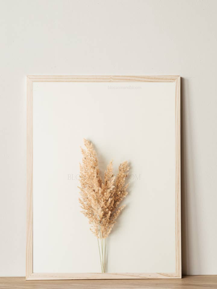 pampas för wholesale av Blossom & Bloom