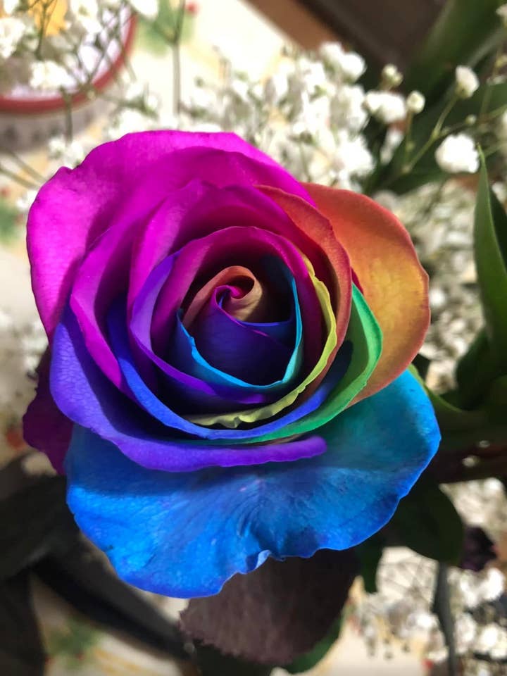 Rainbow Rose – Canvas Wall Art Print for wholesale by StickerMoo