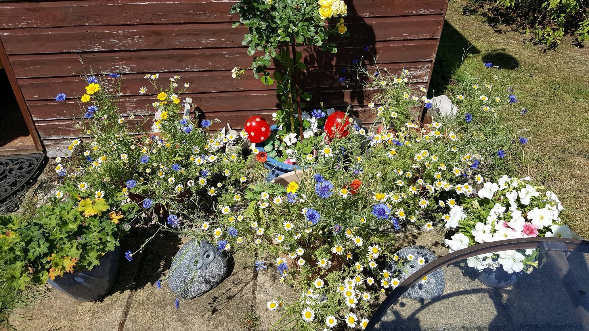 Beebombs - Wholesale Plant Seeds - Wildflower Beebombs 20-49 units3