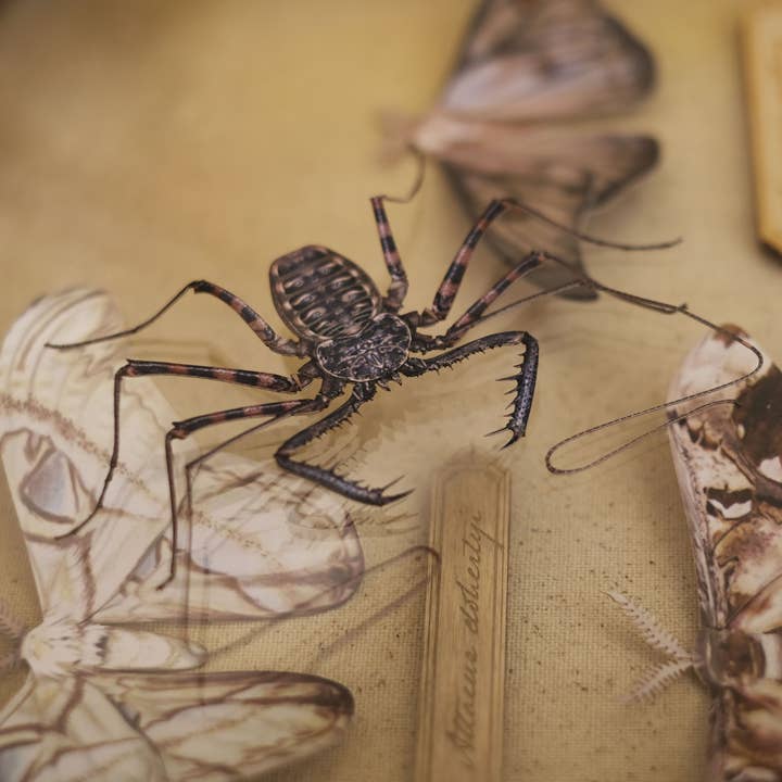 Moth and Myth – material para artesanato por atacado – Espécime 'Escorpião de Chicote Sem Cauda' 2