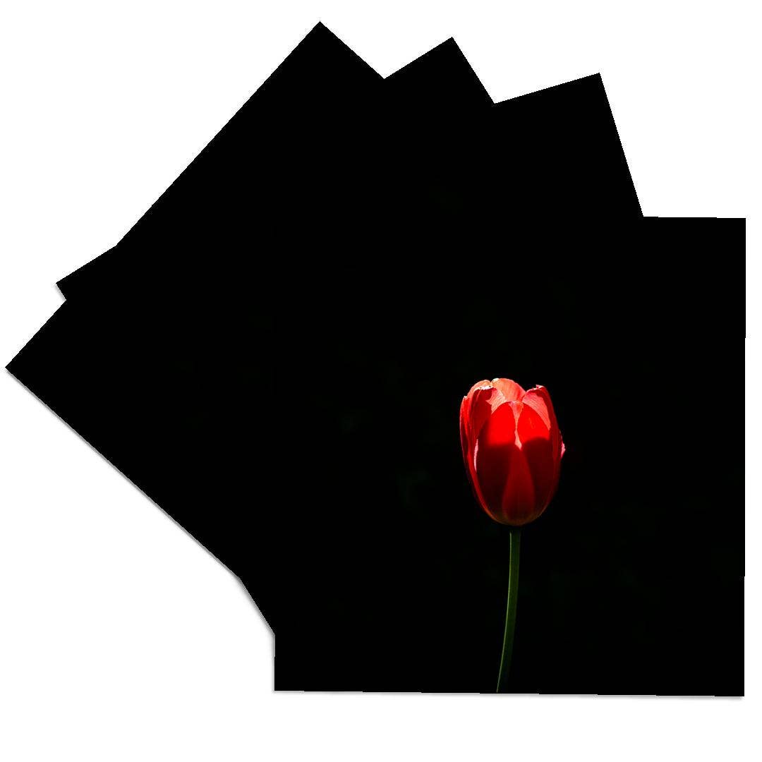 3dRose - Wholesale Coasters - 3dRose, Sunlit red tulip, black background. Minimalist composition, Coaster0