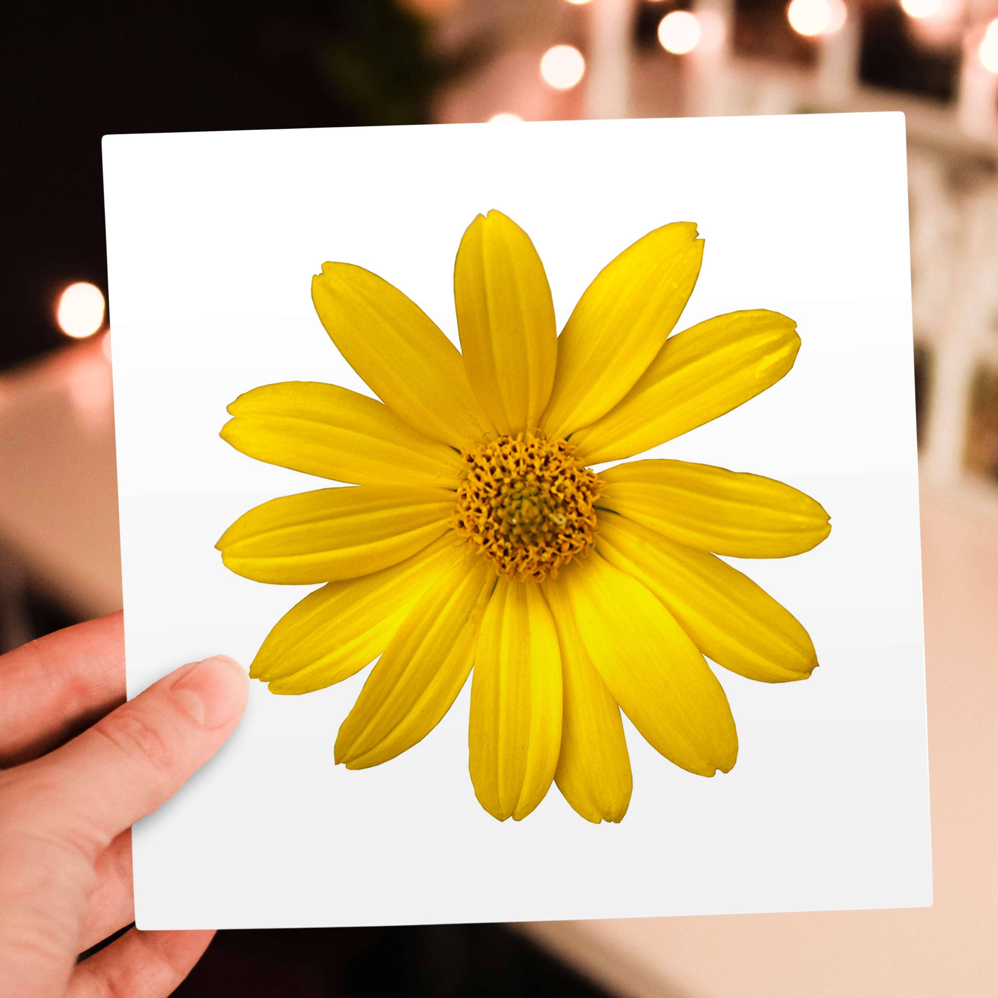 3dRose – wholesale Everyday greeting card – 3dRose, Yellow Daisy Petals Pretty Summer Floral Photo, Greeting Card5