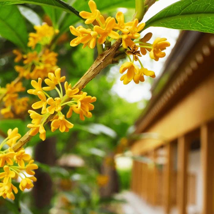 The Bashful Bloom - Red currant, osmanthus and jasmine for wholesale by Lux & Nox