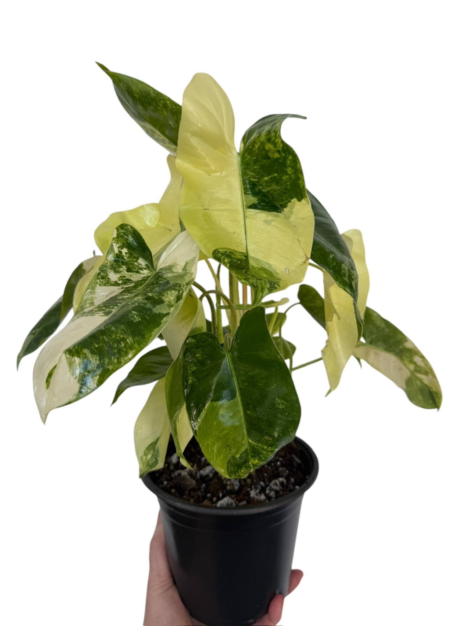 Plant Vault - Wholesale Live Plant - Variegated Burle Marx