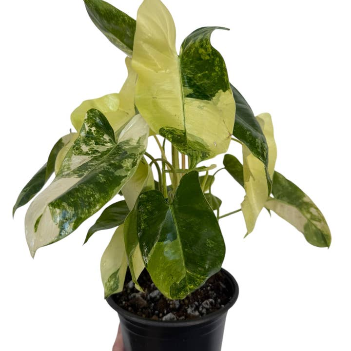 Plant Vault - Wholesale Live Plant - Variegated Burle Marx0