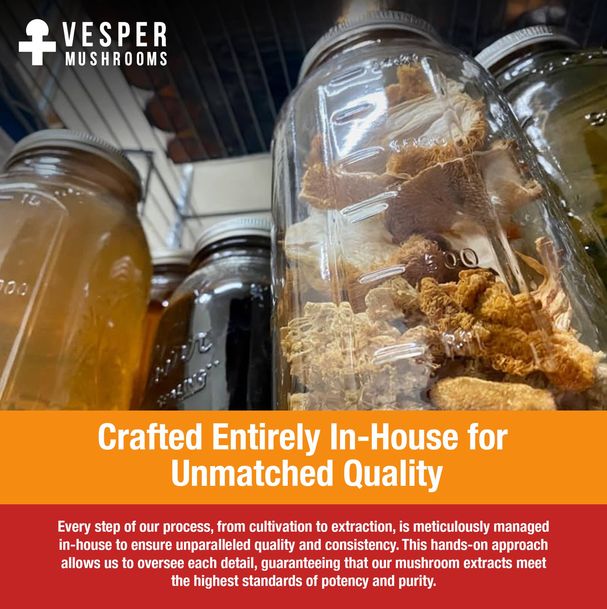 Vesper Mushrooms - Wholesale Oral Supplement/Vitamin - Reishi - Rest - Liquid Double Extract with Wild Huckleberries (2oz./60ML)3