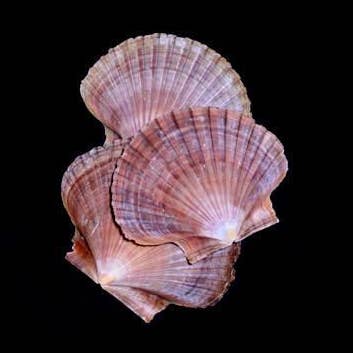 MEXICAN FLAT 3" for wholesale by Darlene's Shells