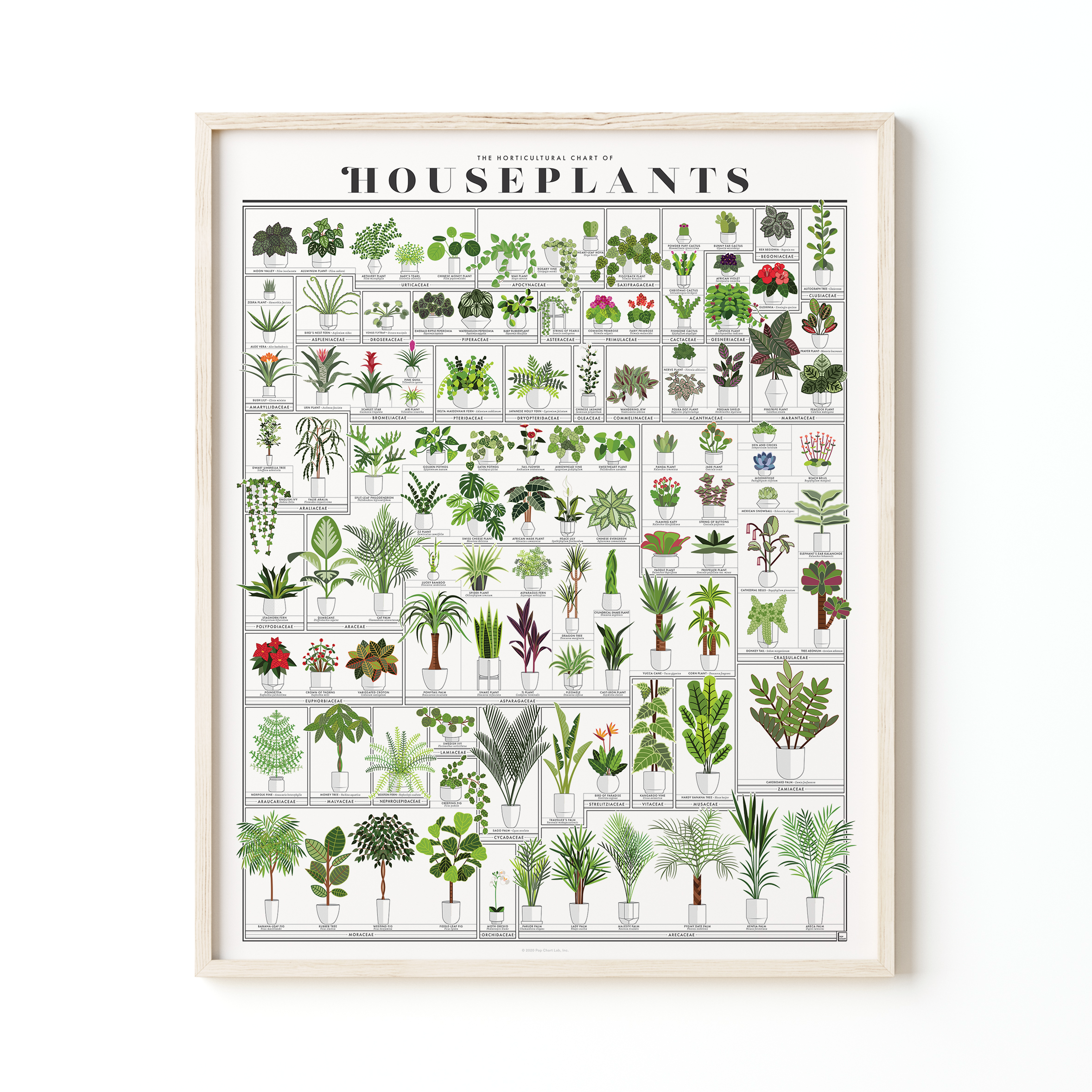 Pop Chart - Vente Affiche d'art - Le tableau horticole des plantes d'intérieur | Impression artistique 16" x 20"3