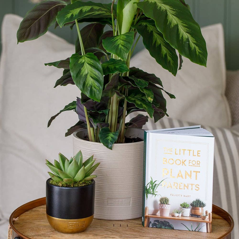 The Little Botanical – wholesale Live plant – Calathea Mix9