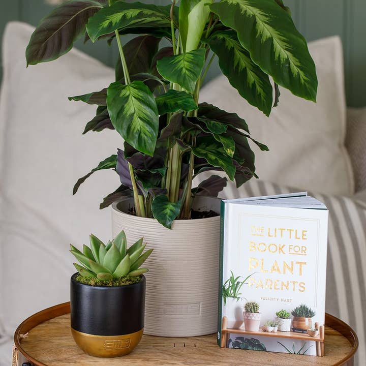 The Little Botanical – wholesale Live plant – Calathea Mix9