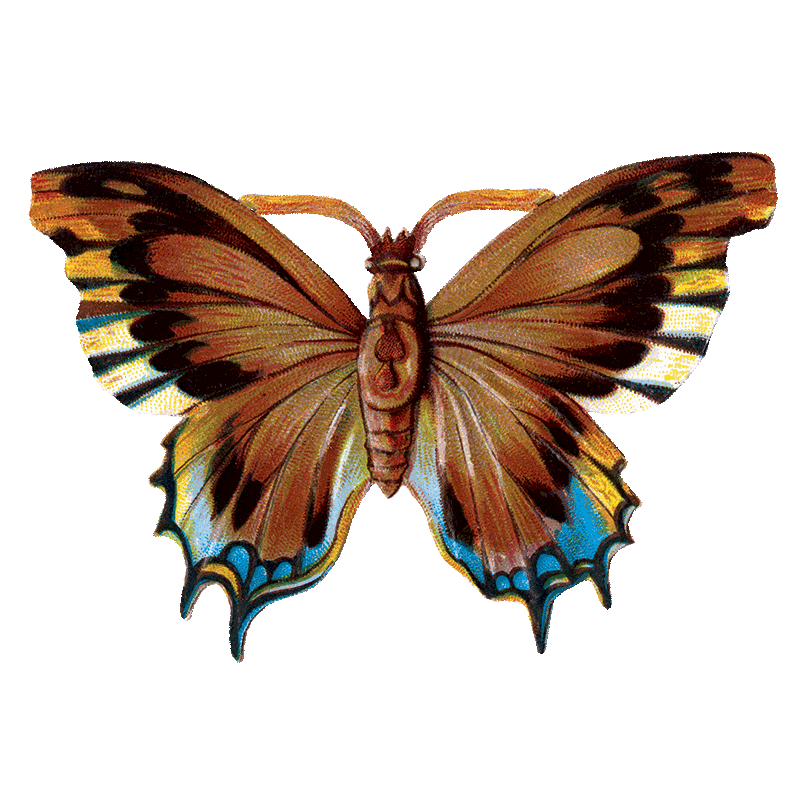 Laughing Elephant – Großhandel Aufkleber – Butterfly Box — Stickerbox für den täglichen Gebrauch7