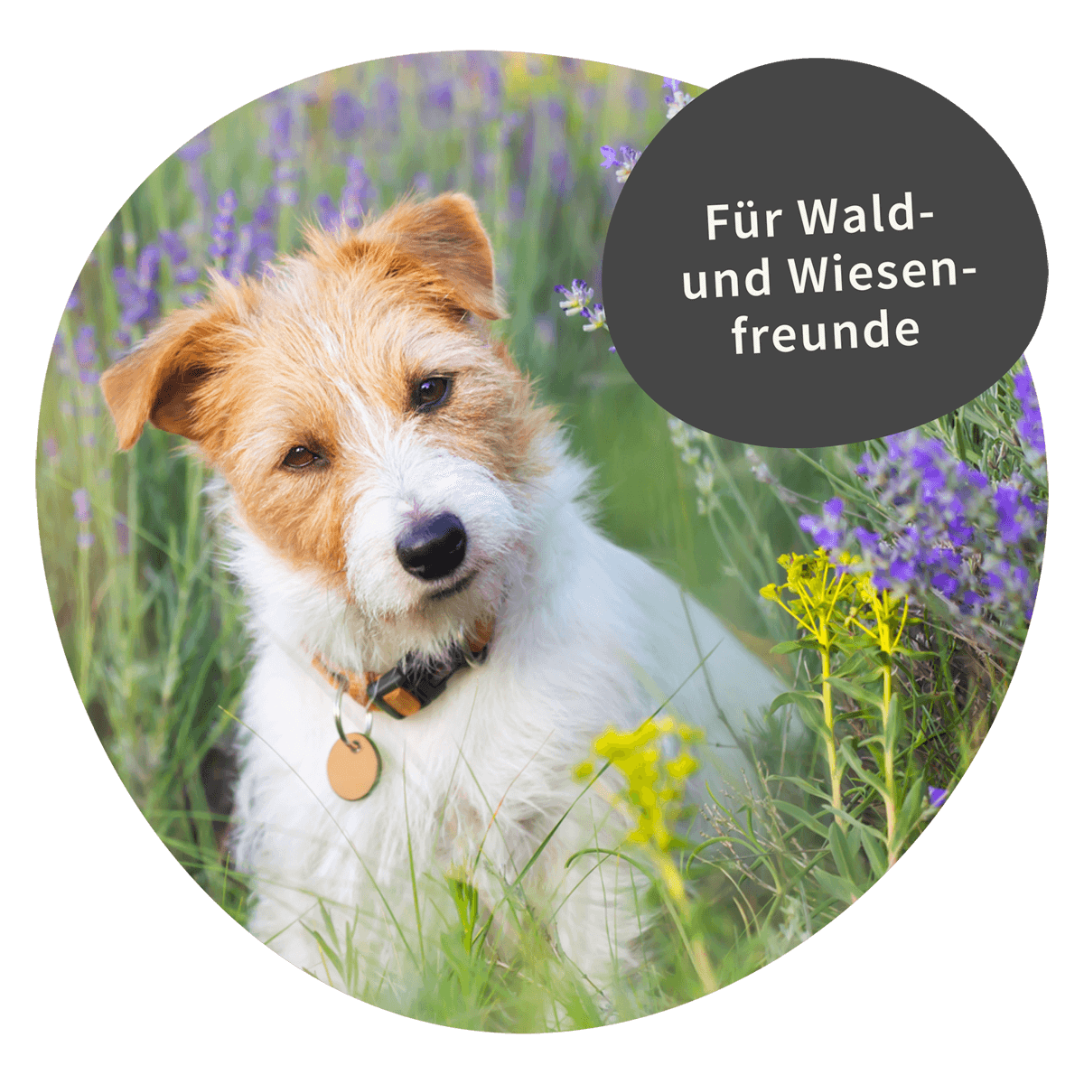 CURAPET - Wholesale Pet Supplement - Dog - CURAPET Cura-Z Powder – seasonal support for dogs5