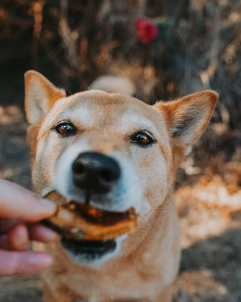 Litto Howler - Wholesale Pet Treats - Cat - Freeze Dried Raw Wild Caught Mackerel Patties | 4 oz2