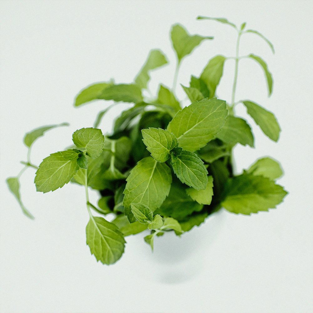 BerlinGreen - Vendita all'ingrosso Semi di piante - menta piperita2