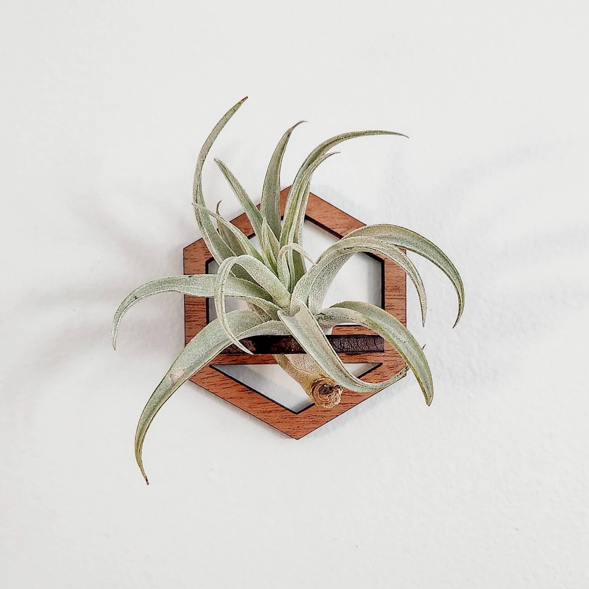 Leaf & Node - Wholesale Hanging Planter - Air Plant Holder, Wall Hanging, Wooden Hexagon Outline