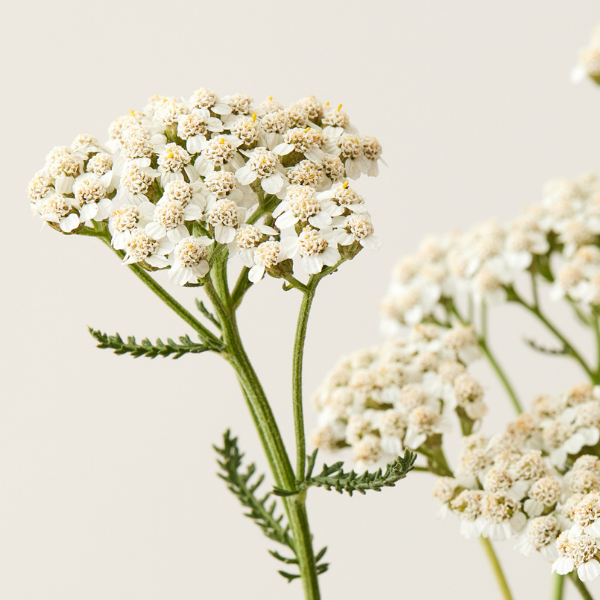 Under Luna - Wholesale Hair Shampoo - WHS - WARRIOR SHAMPOO4