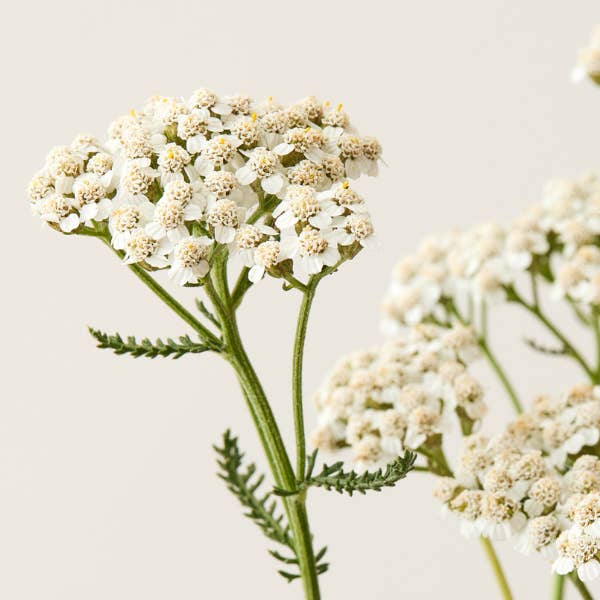 Under Luna - Wholesale Hair Shampoo - WHS - WARRIOR SHAMPOO4