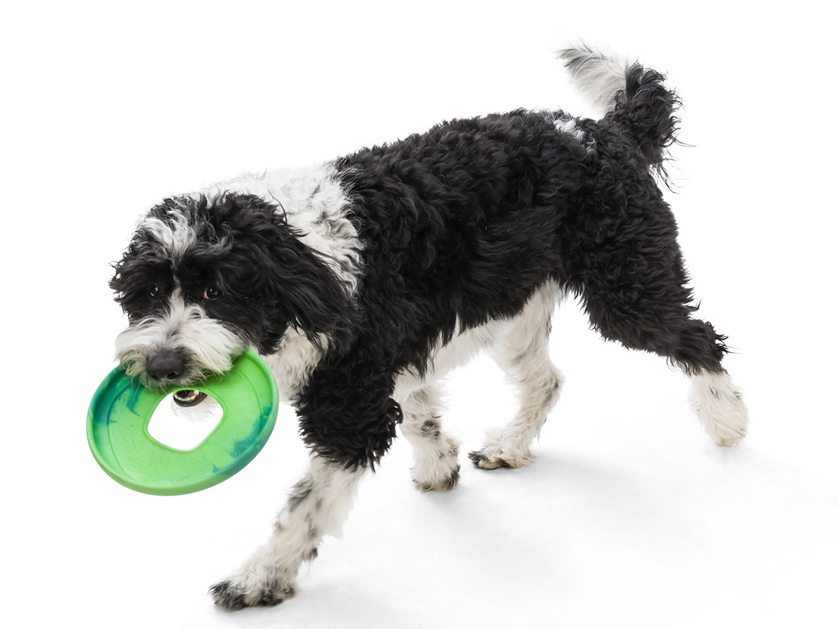 West Paw - Wholesale Pet Fetch Ball - Dog - Sailz® Dog Flying Disc Fetch Toy3