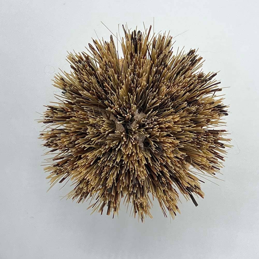 &Keep - Wholesale Cleaning Brush - &Keep Pot Brush - Stiff: biodegradable sustainable scrubber6