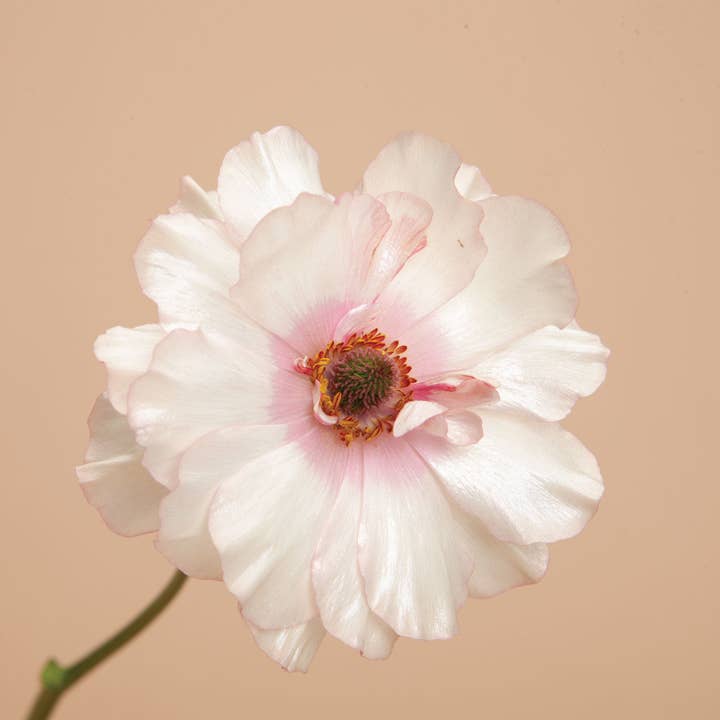 Plantgem - Wholesale Live Plant - Ranunculus Butterfly Ariadne - 5 Corms