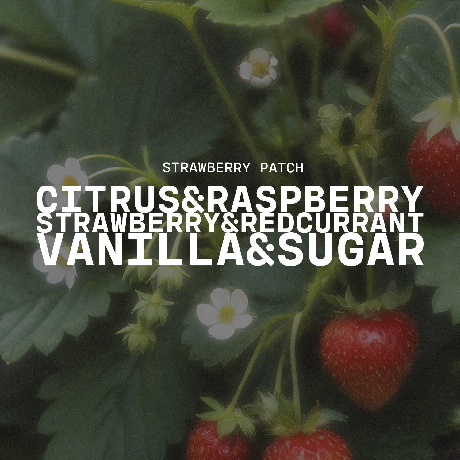 Milkhouse Candle Company - Wholesale Wax Melt - 5.5 oz Wax Melts: Strawberry Patch2