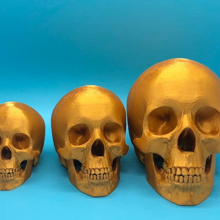 Cráneo Humano Completo para venta al por mayor de 3DHotShop