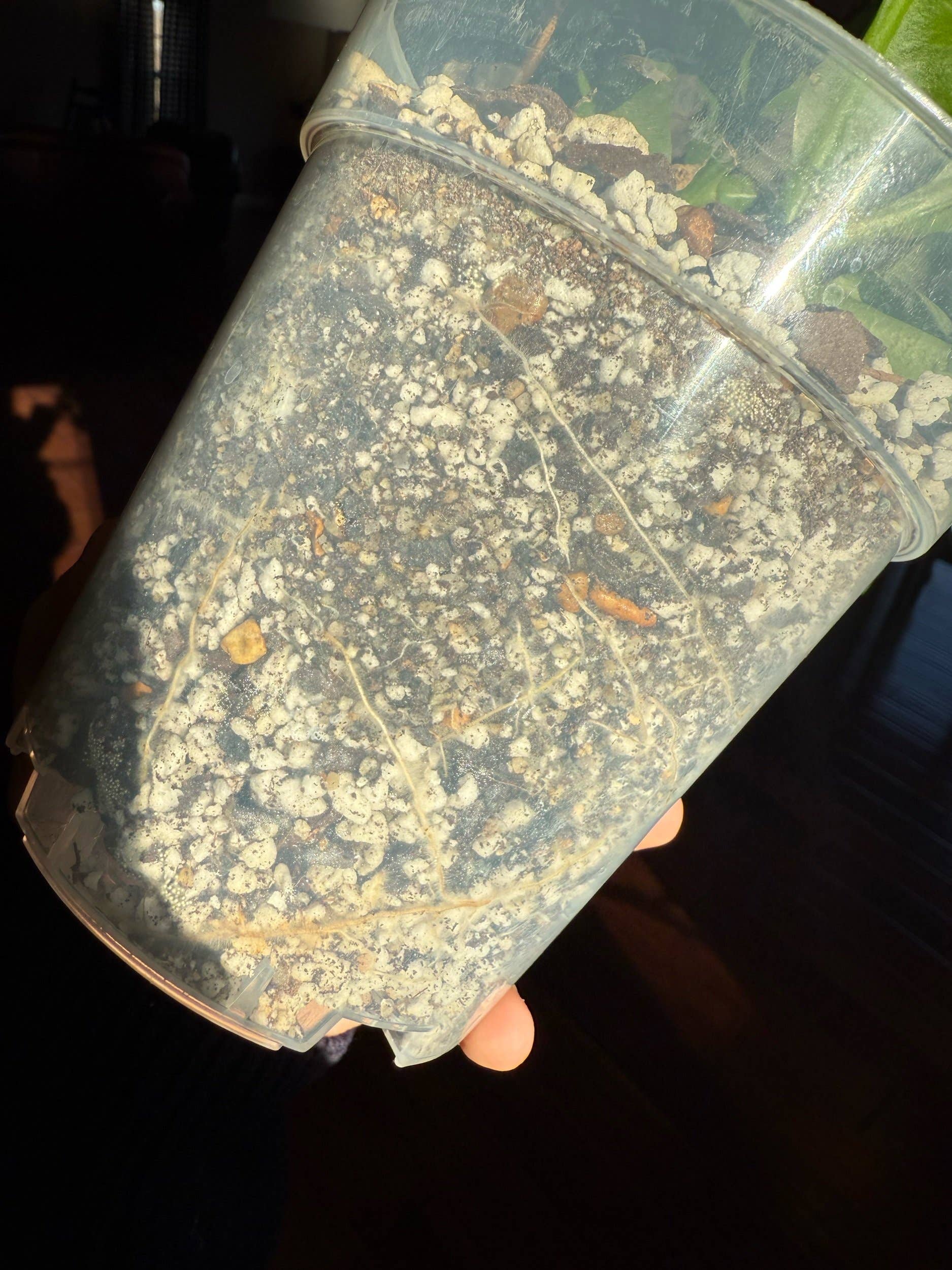 The Propagation Jar - Vendita all'ingrosso Terriccio per piante/vasi - Mix del Deserto di Emma3