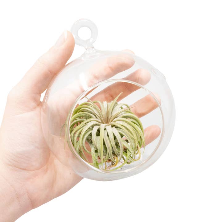 Air Plant Shop - Wholesale Terrarium - Case Pricing Hanging Round Bottom Glass Globe Terrariums