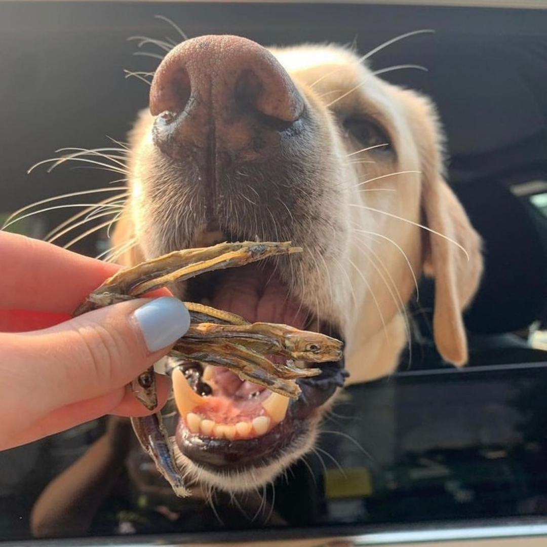 The Granville Island Pet Treatery (Canada) - Wholesale Pet Treats - Dog - Sardines Dehydrated Pet Treats: High-Protein & Natural 90g2