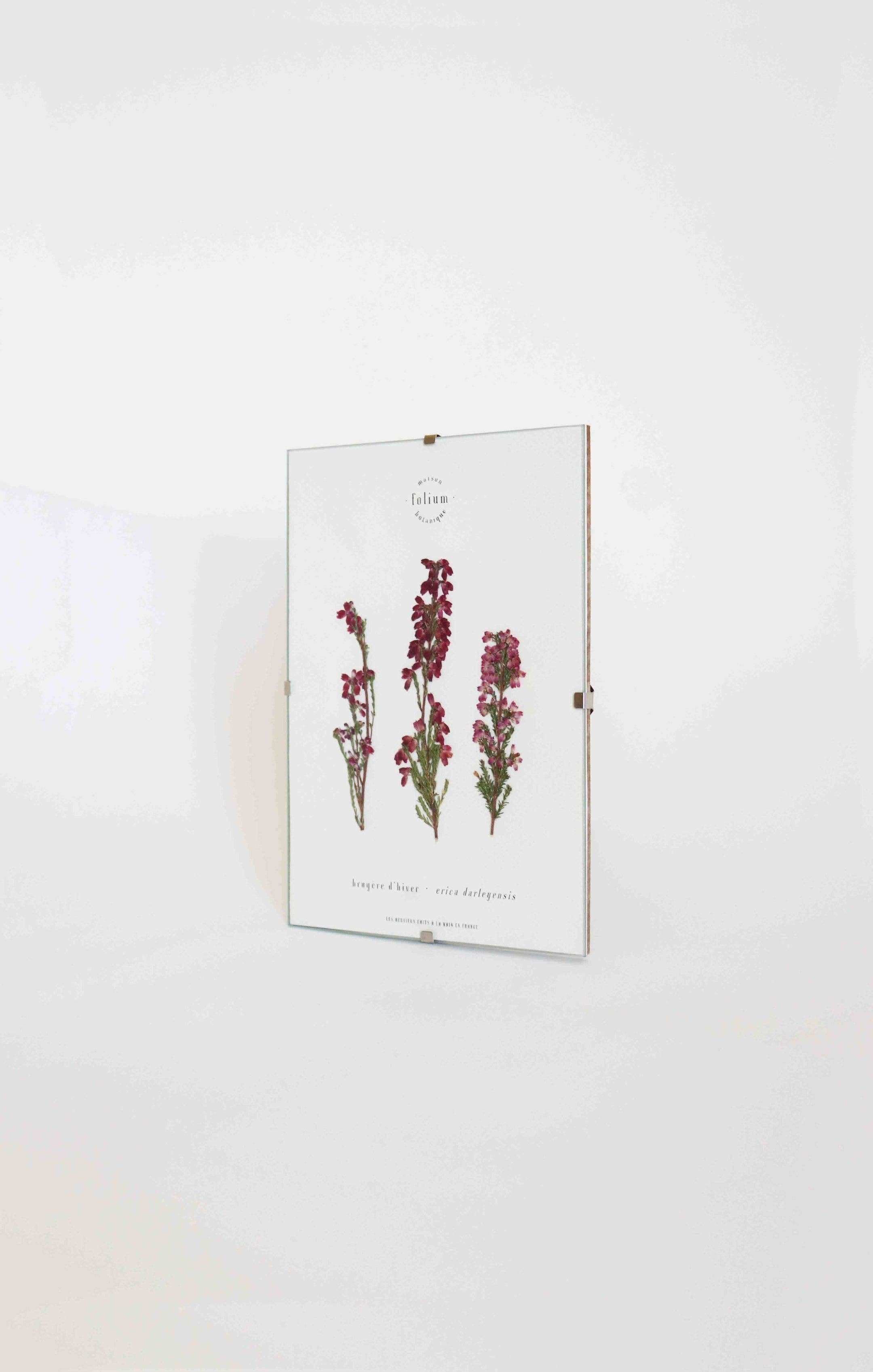 Folium - Maison Botanique - Wholesale Dried/Pressed Flowers - No. 33 · La Bruyère2