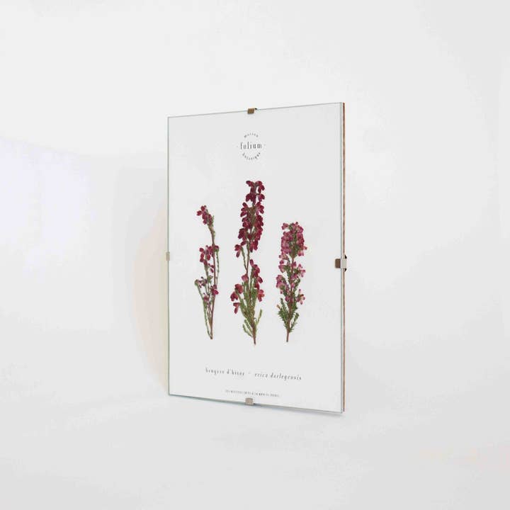 Folium - Maison Botanique - Wholesale Dried/Pressed Flowers - No. 33 · La Bruyère2