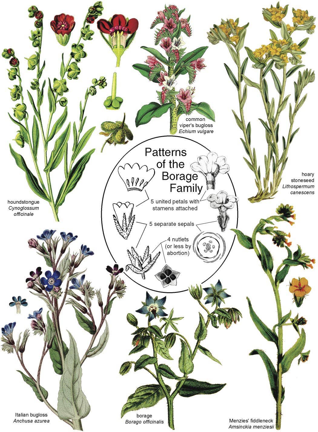 HOPS Press LLC - Wholesale Nature & Outdoors - Botany in a Day: The Patterns Method of Plant Identification1