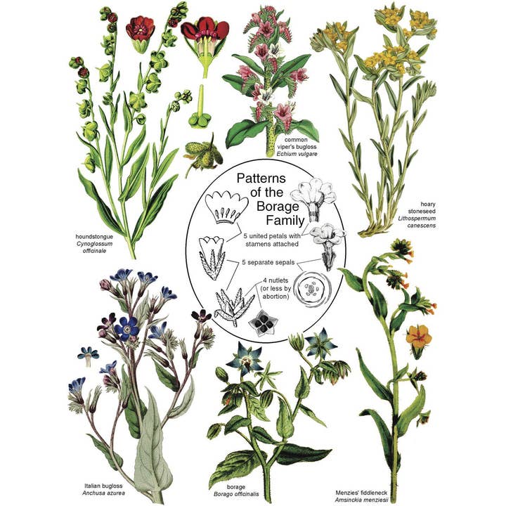 HOPS Press LLC - Wholesale Nature & Outdoors - Botany in a Day: The Patterns Method of Plant Identification1