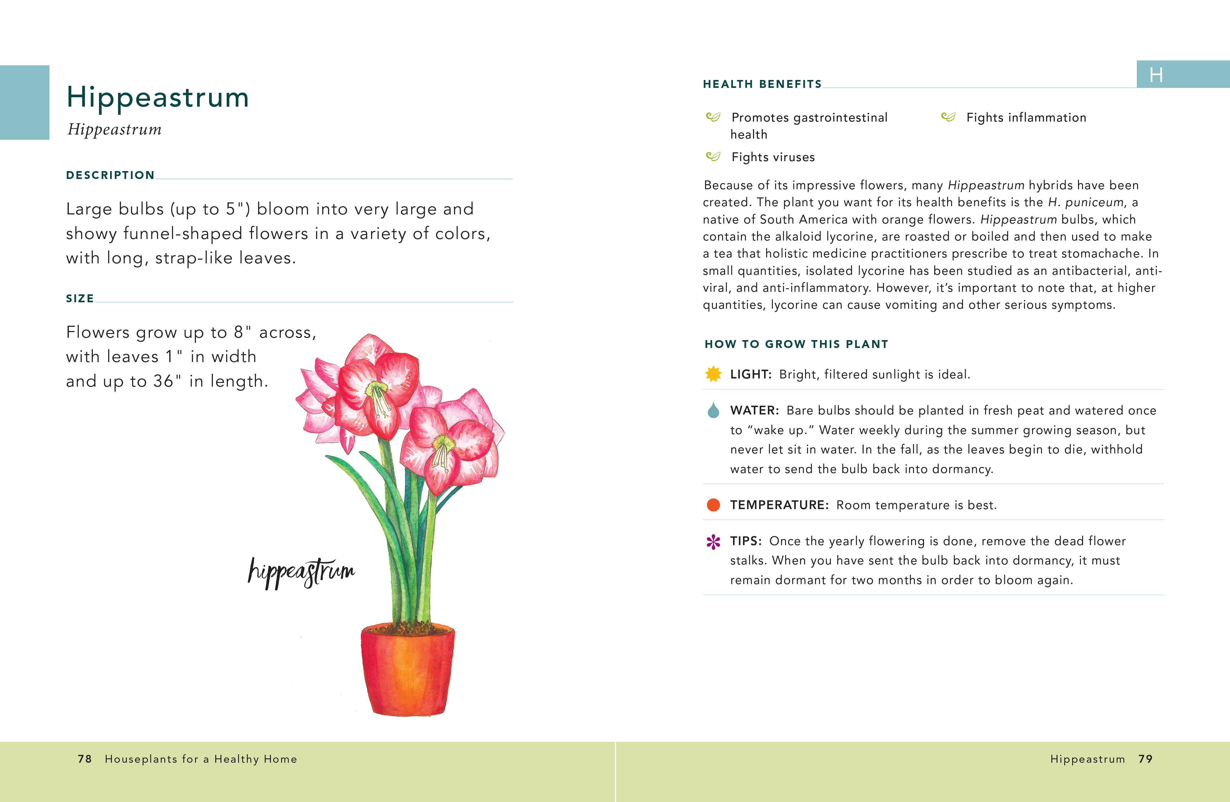 Simon & Schuster UK – wholesale Home and garden – Houseplants for a Healthy Home3