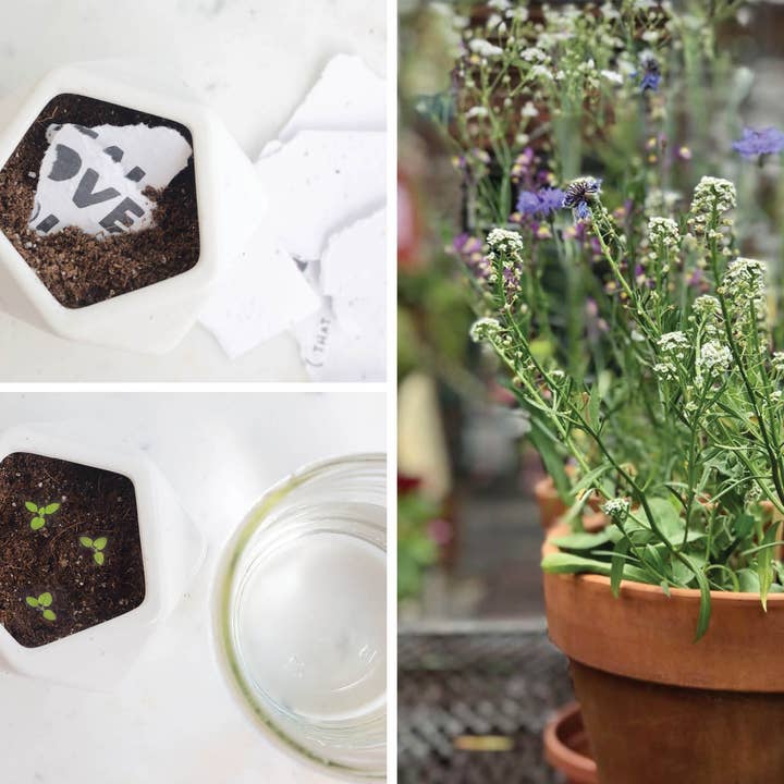 Thoughtful Human – Cartão de saudação diária por atacado – Use-Me (Animar você) Cartão de semente de flores silvestres plantáveis3