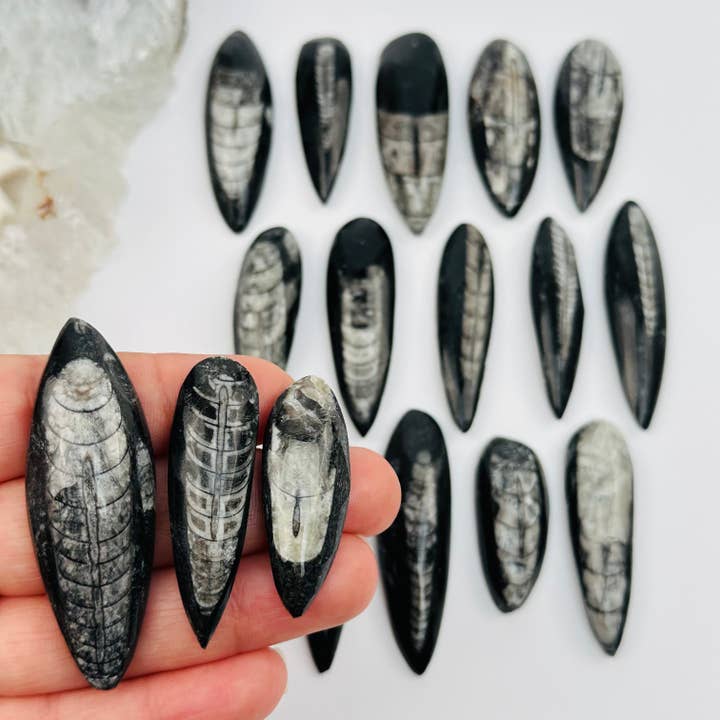 Orthoceras Fossil Cabochon for wholesale by Rock Paradise